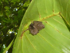 Rhinophylla