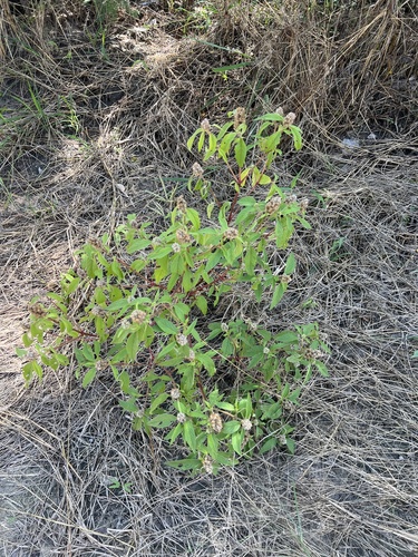 Fertility Plant (Cyathula orthacantha)