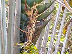 Hypsipetes madagascariensis