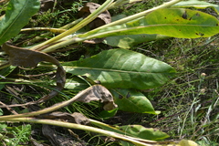 Senecio doria