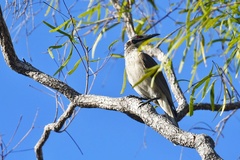 Philemon argenticeps