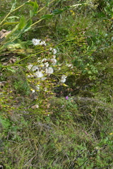Senecio doria