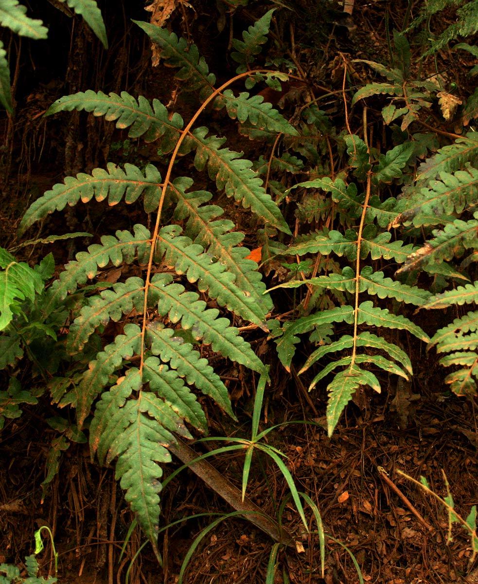 Blotiella