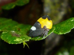 Phyllotropis cingulata