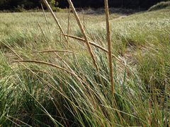 Ammophila