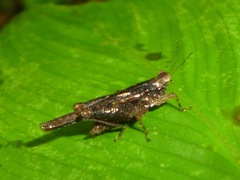Stenodorsus extenuatus