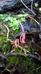Clavaria rosea