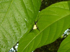 Micrathena schreibersi