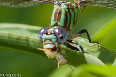 Erpetogomphus eutainia