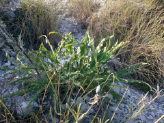 Takhtajaniantha crispa