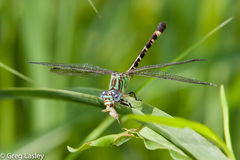 Erpetogomphus eutainia