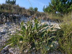 Takhtajaniantha crispa