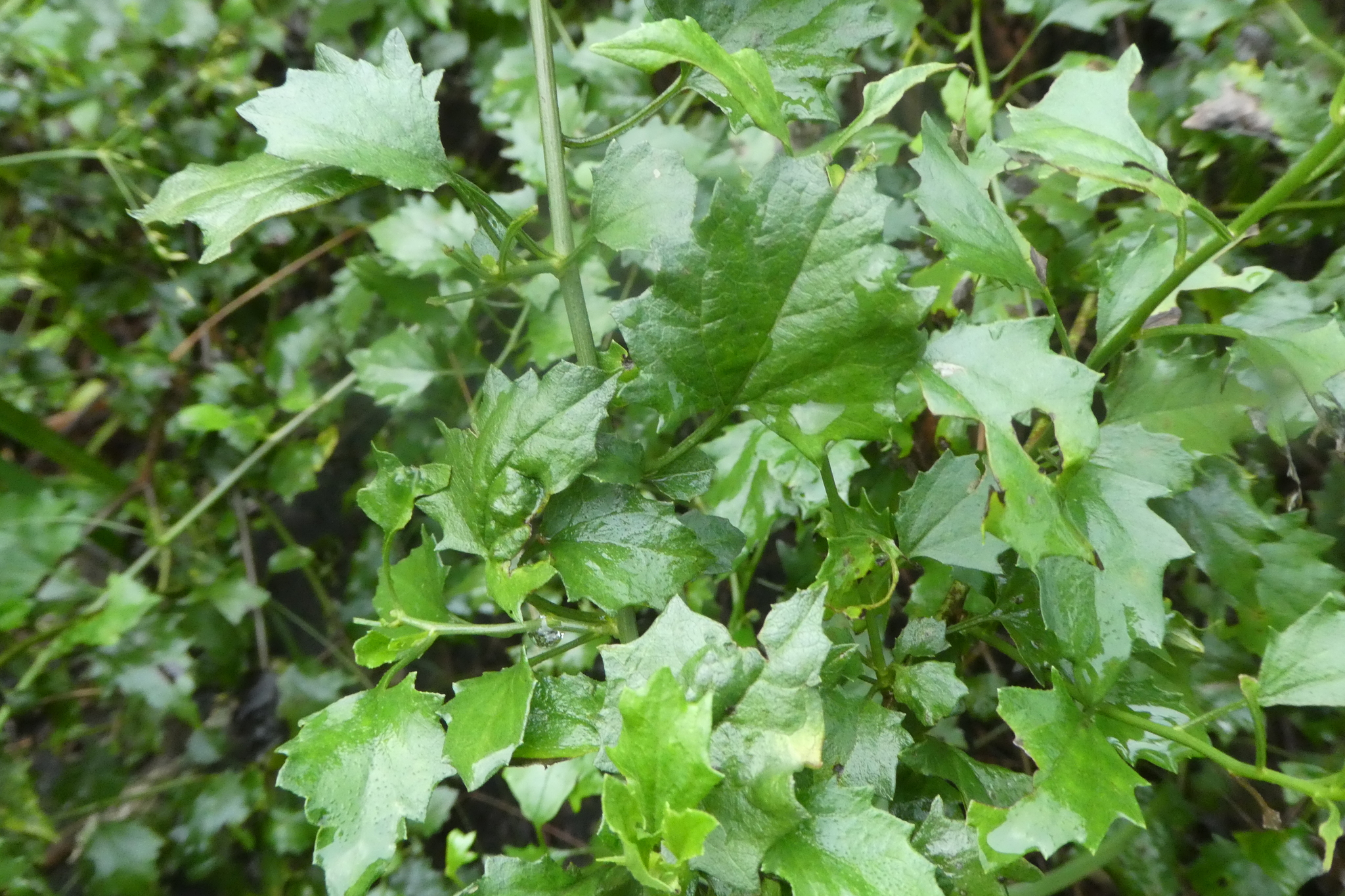 Imagem de Flor-das-almas