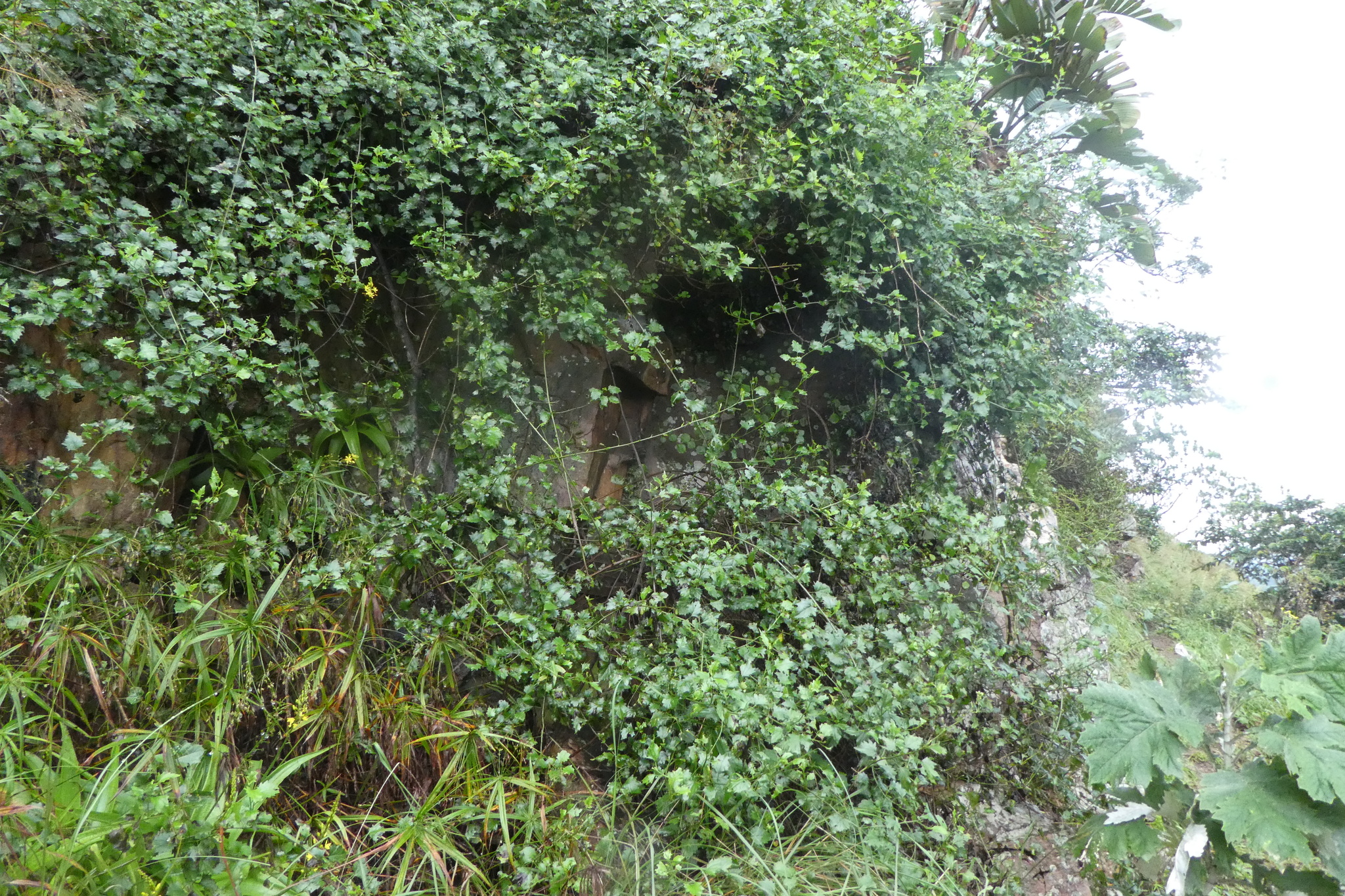 Imagem de Flor-das-almas