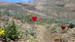 Pseudopodospermum molle