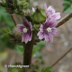 Malva verticillata