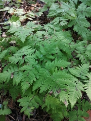 Gymnocarpium jessoense