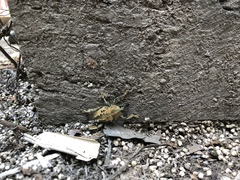 Ozopherus muricatus
