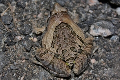 Microhyla pulchra