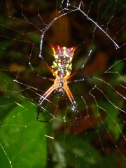 Micrathena kirbyi