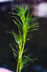 Najas flexilis