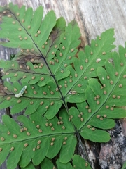 Gymnocarpium jessoense