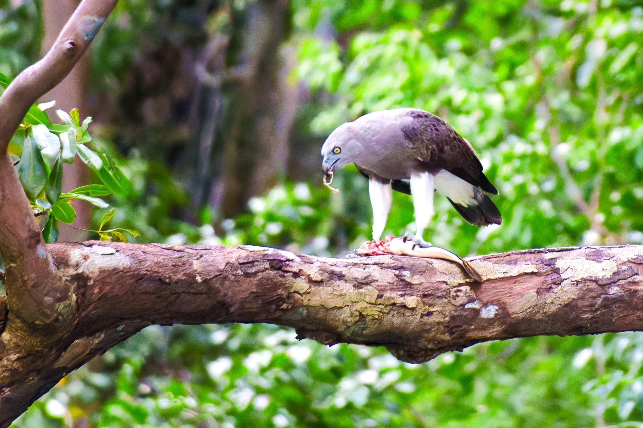 Lesser Fish-Eagle illustration