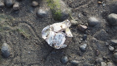 Saccostrea cuccullata