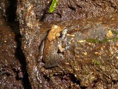 Pristimantis kichwarum