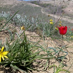 Pseudopodospermum molle