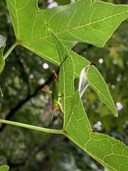 Orchelimum pulchellum