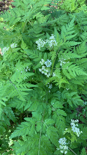 sweet cicely