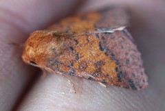 Pyrrhia aurantiago