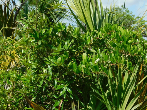 Image of Quercus pumila by (c) David Garza, some rights reserved (CC BY)
