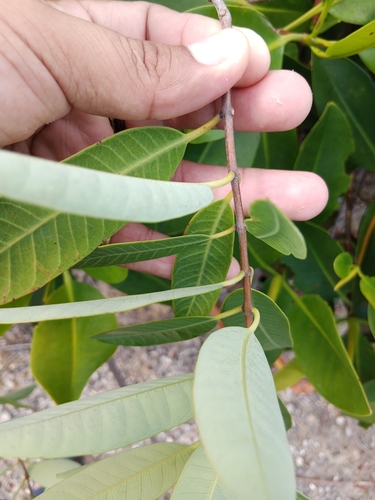 Image of Rhabdadenia biflora by (c) Miguel Sho, some rights reserved (CC BY)