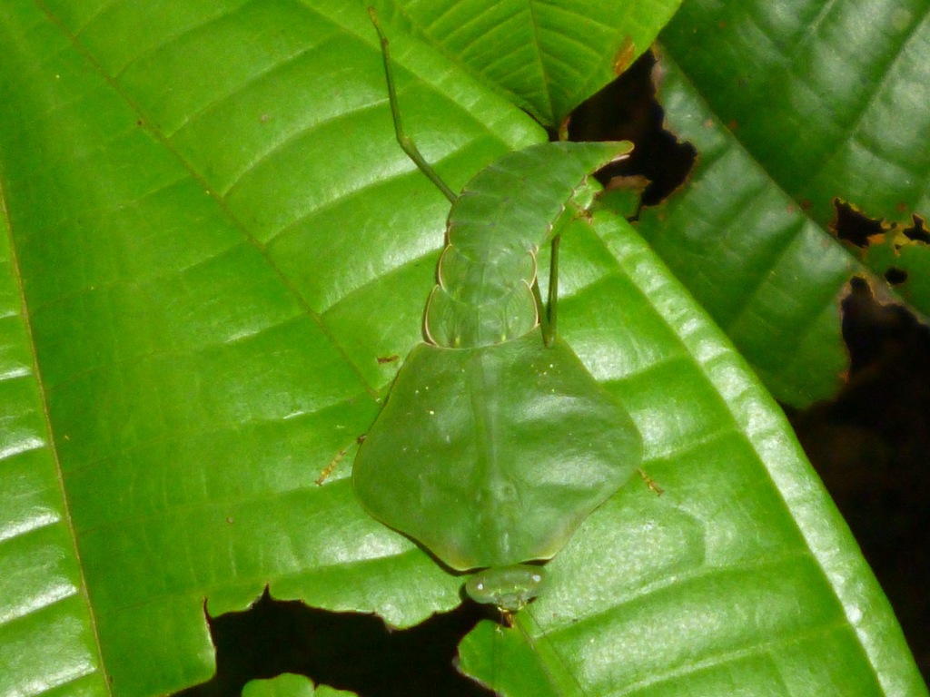 Choeradodis stalii