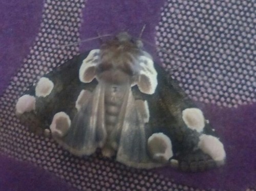 Thyatira batis