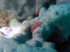 Cochleoceps orientalis
