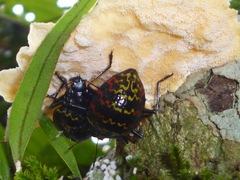 Erotylus incomparabilis