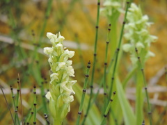 Platanthera hyperborea