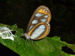 Hyposcada illinissa ida