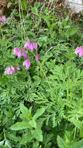 Pacific Bleeding Heart