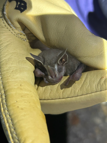 Pygmy Fruit-eating Bat (Dermanura phaeotis)