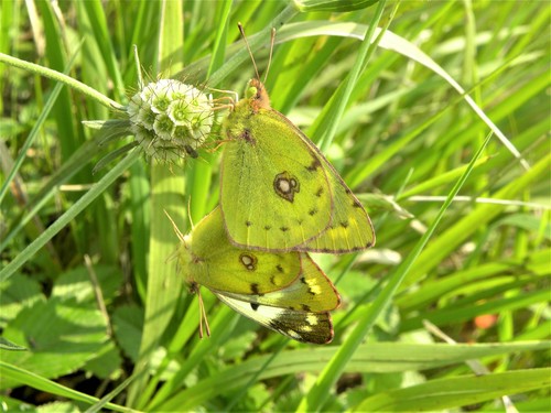 Pale Clouded Yellow