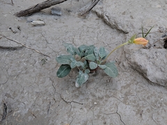 Oenothera brachycarpa