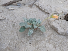 Oenothera brachycarpa