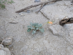 Oenothera brachycarpa