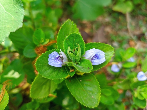 Water Wisteria (Hygrophila difformis)
