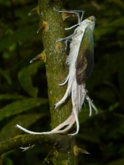 Pterodictya reticularis