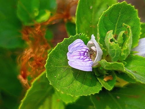 Hygrophila difformis, photograph 1